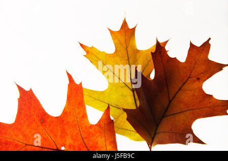 Eiche, Eichenlaub Pin, Quercus Palustris, Studioaufnahme von hinterleuchteten. Stockfoto