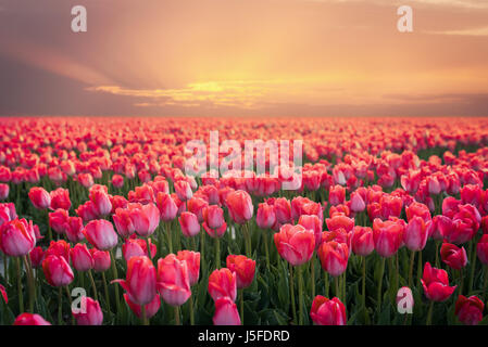 Eine märchenhafte Landschaft mit Sonnenaufgang über Tulpenfeld Stockfoto