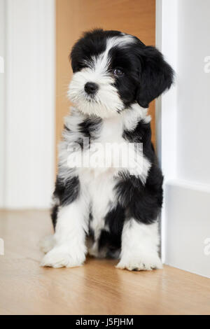 Porträt von einem schwarzen und weißen Tibet Terrier Welpe Hund sitzen Namens Millie Stockfoto
