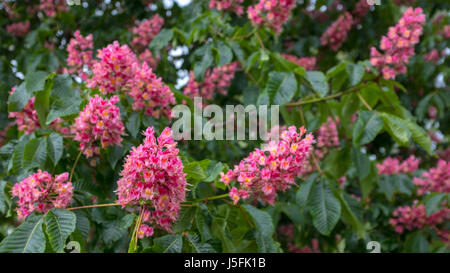 Kastanienbaum in voller Blüte Stockfoto