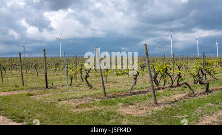 Windkraftanlagen und Weinberge in der Nähe von Bockenheim / Weinstraße, Rheinland-Pfalz, Deutschland Stockfoto