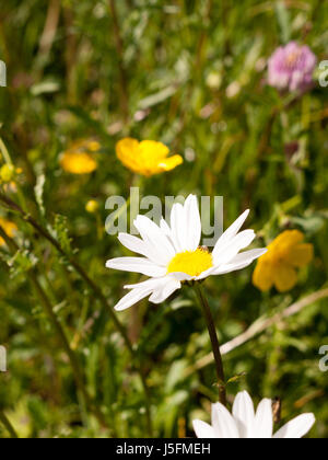 eine wunderschöne, enge großes weißes Blütenblatt Blüte Daisy in einem Feld in England Essex in Großbritannien Frieden und Glückseligkeit vertikalen Schuss Stockfoto