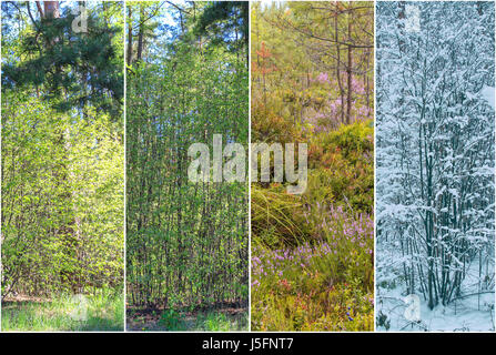 Vier Jahreszeiten: Frühling, Sommer, Herbst und Winter Stockfoto