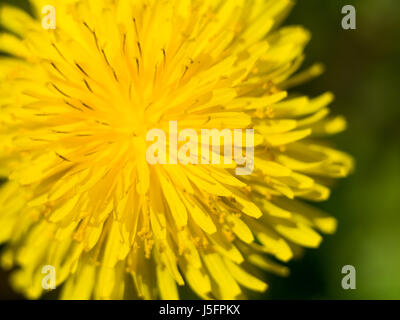 gelbe Blume Löwenzahn nah oben, Makro, Frühlings-Hintergrund Stockfoto