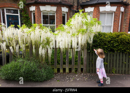 Zwei-jährigen Kleinkind Mädchen riecht / riechen eine weiße Blauregen Blüte / in voller Blüte auf einem suburban viktorianischen oder edwardianischen Haus Gartenzaun / Wand. (87) Stockfoto