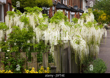 Weiße Blauregen Blüte / in voller Blüte auf einem suburban viktorianischen oder edwardianischen Haus Gartenzaun / Wand. (87) Stockfoto