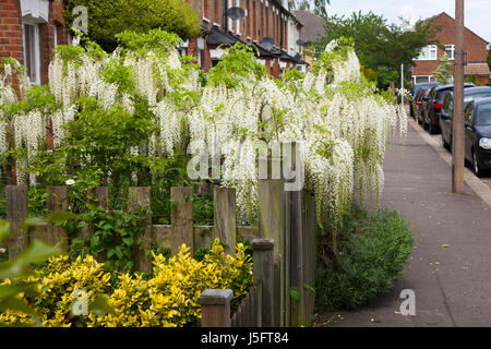 Weiße Blauregen Blüte / in voller Blüte auf einem viktorianischen oder edwardianischen Vorstadthaus Gartenmauer. (87) Stockfoto