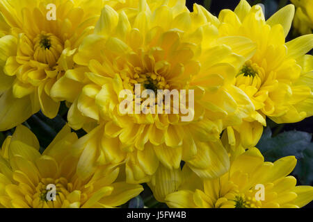 Gelbe Chrysanthemen, schöne Blütenblätter voller Blumen Stockfoto