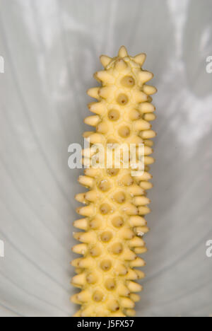 Makro Nahaufnahme Makro Aufnahme hautnah Ansicht Detail Farbe Blume Pflanze grün Stockfoto