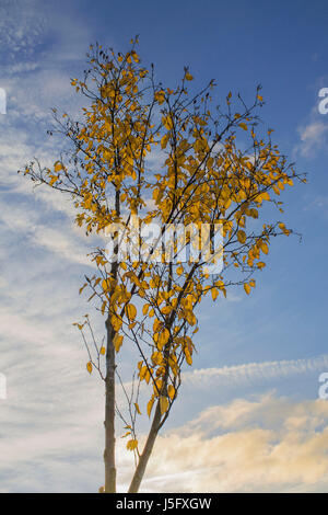 Ein Schuss von unten von einem einsamen Baum mit goldenen Herbst Blätter und ein blau und bewölktem Himmel. Stockfoto