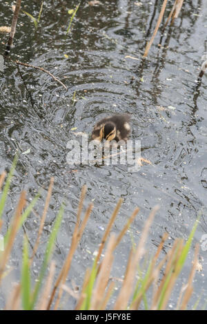 Eine Stockente (Anas Platyrhynchos) Entchen schwimmen Stockfoto