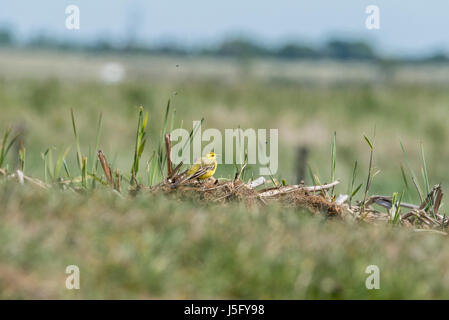 Eine Schafstelze (Motacilla Flava) Stockfoto