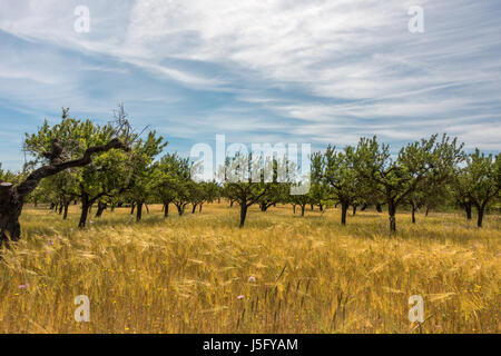 Landwirtschaft in Mallorca mit Bäumen und Getreide angebaut, Mallorca, Balearen, Spanien Stockfoto