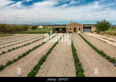 Anbau von Pflanzen in Linien auf einem Bauernhof im Norden Mallorcas Landschaft, Mallorca, Balearen, Spanien Stockfoto