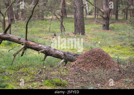 Rote Waldameise, Ameisenhaufen - Formica rufa Stockfoto
