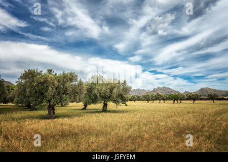 Alte Olivenbäume in einem Feld im Norden Mallorcas mit Bergkulisse und atemberaubenden Himmel, Mallorca, Balearen, Spanien Stockfoto