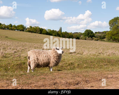ein Schaf ruhen und aufstehen auf der Wiese außerhalb im Vereinigten Königreich schließen in Essex von Constable Land des Vereinigten Königreichs weiß und flauschig, Blick in die Kamera in den Stockfoto