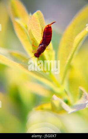 Eine braune Ohrwurm sitzt auf einem grünen Blatt Forficula Auricularia, gemeinsame Ohrwurm Stockfoto