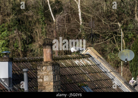 Ein paar weniger Black-backed Möwen (Larus Fuscus) auf einem Dach am Avoncliff, Wiltshire Stockfoto