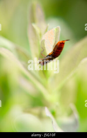 Eine braune Ohrwurm sitzt auf einem grünen Blatt Forficula Auricularia, gemeinsame Ohrwurm Stockfoto