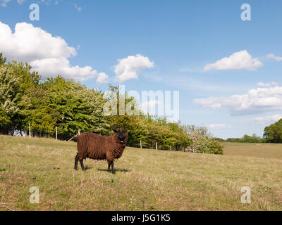 eine einzige braun beschichtet Schafe in einem Feld auf dem Lande in Dedham Essex England in Großbritannien alleine essen und entspannen auf dem Rasen sehr suchen Stockfoto