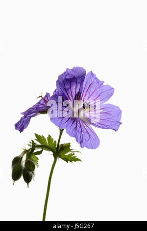 Geranium, Storchschnabel, Studio shot der einzelnen Stamm zeigt offene lila Blüten und Knospen. Stockfoto