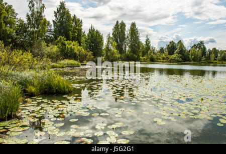 Teich mit gelben Hülsen in wechselhaftes Wetter Stockfoto