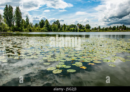 Teich mit gelben Hülsen in wechselhaftes Wetter Stockfoto