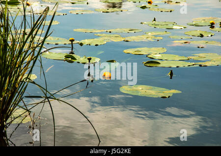 Teich mit gelben Hülsen in wechselhaftes Wetter Stockfoto