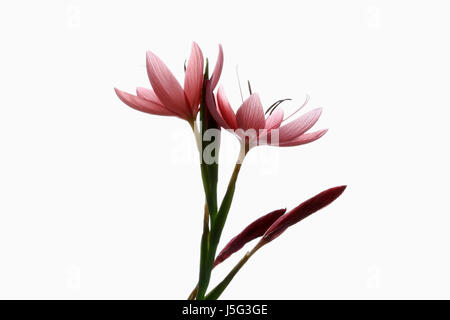 Kaffir-Lilie, Hesperantha Coccinea, Studioaufnahme von offenen und emerging rosa Blüten auf einem vertikalen Stamm. Stockfoto