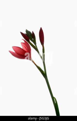 Kaffir-Lilie, Hesperantha Coccinea, Studioaufnahme von offenen und emerging rote Blumen auf einem vertikalen Stamm. Stockfoto