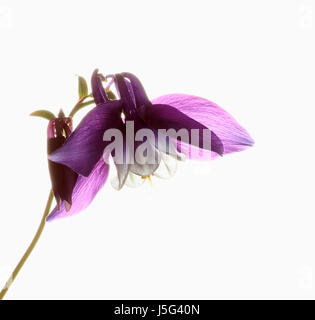 Akeleien, Akelei, einzelne Stängel Pflanze mit etwas Tiefe Taille blass lila Kopf rein weißem Hintergrund gesetzt. Stockfoto