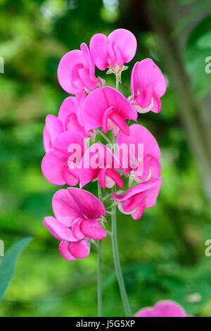 Sweet Pea, ewige Duftende Platterbse, Lathyrus Latifolius, Stiele der rosa Blumen wachsen im Freien. Stockfoto