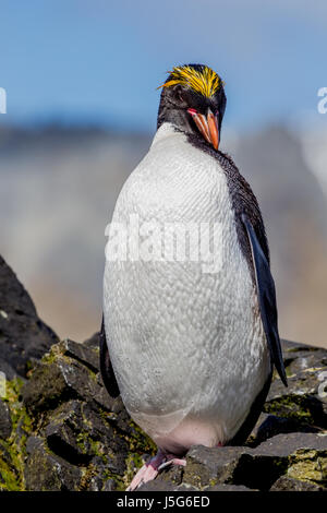 Makkaroni Penguin preens Federn nach verlassen das Meer in Süd-Georgien Stockfoto