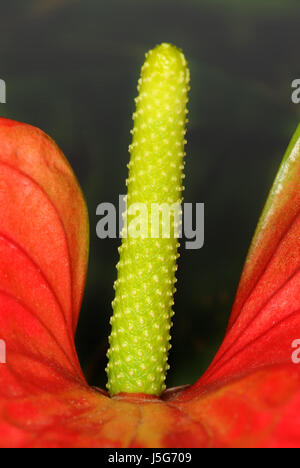 Anthurium Stockfoto
