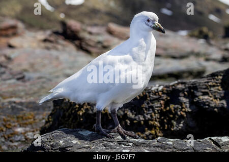 Verschneiten Scheidenschnabel Vogel auf Insel Südgeorgien nahe der Antarktis Stockfoto