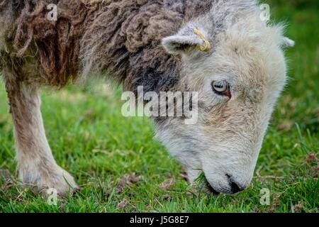 Eine Nahaufnahme Portrait ein scharf gerenderten Herdwick Schaf grasen auf einer grünen Wiese. Die Schafe werden nach ihrer natürlichen schwer waring Vlies respektiert. Stockfoto