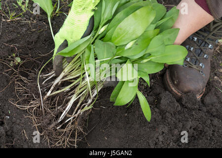 Bärlauch, Bär-Lauch, Bärlauchernte, Bärlauch-Ernte, Ernte, Kräuterernte, Zwiebel, Zwiebeln, Wurzel, Wurzeln, Allium Ursinum, Bärlauch, Holz Knoblauch, Woo Stockfoto