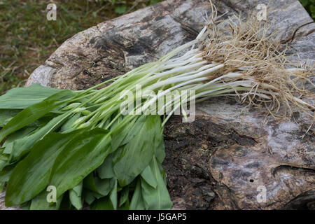 Bärlauch, Bär-Lauch, Bärlauchernte, Bärlauch-Ernte, Ernte, Kräuterernte, Zwiebel, Zwiebeln, Wurzel, Wurzeln, Allium Ursinum, Bärlauch, Holz Knoblauch, Woo Stockfoto