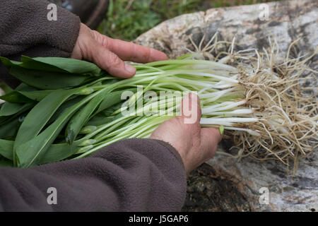 Bärlauch, Bär-Lauch, Bärlauchernte, Bärlauch-Ernte, Ernte, Kräuterernte, Zwiebel, Zwiebeln, Wurzel, Wurzeln, Allium Ursinum, Bärlauch, Holz Knoblauch, Woo Stockfoto