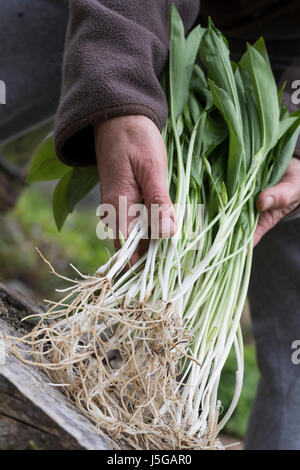 Bärlauch, Bär-Lauch, Bärlauchernte, Bärlauch-Ernte, Ernte, Kräuterernte, Zwiebel, Zwiebeln, Wurzel, Wurzeln, Allium Ursinum, Bärlauch, Holz Knoblauch, Woo Stockfoto