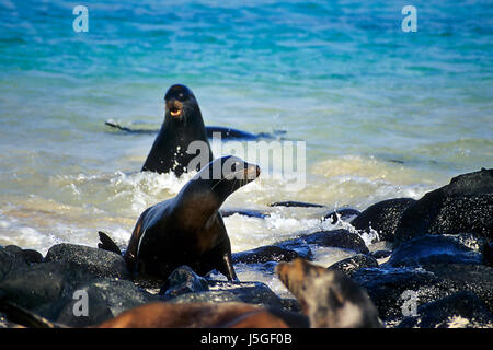 Galapagos-Seelöwen Stockfoto