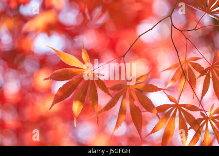 Ahorn-Blätter, Herbst abstrakt [Weichzeichner] Stockfoto