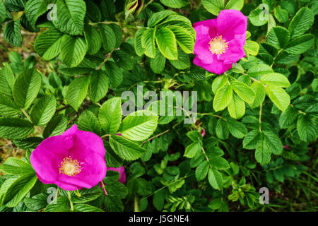 Rosa blühenden Blumen des Kletterns Rosa Canina Strauch, allgemein bekannt als die Hundsrose oder wilde Rosenzucht auf Dünen am Meer. Pommern, Polen. Stockfoto