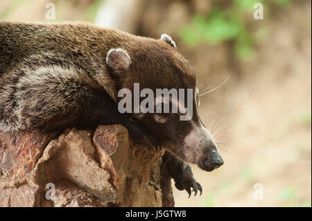 Männliche weiße Nase Coatimundi ruht auf einer Felswand Stockfoto