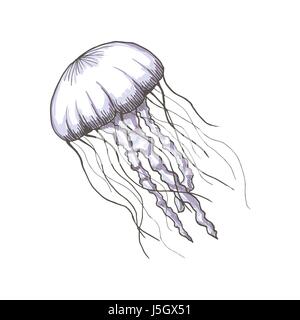 Hand gezeichnete Skizze isoliert Quallen, Meerestiere - Lager-Vektor-illustration Stock Vektor