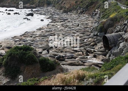 16. Mai 2017 - San Simeon, Caifornia, US - ein großes Treffen von See-Elefanten drängen sich der Küste eines der zentralen Küste von Kalifornien in der Nähe von Piedras Blancas, nördlich von San Simeon (Credit-Bild: © Jonathan Alcorn über ZUMA Draht) Stockfoto