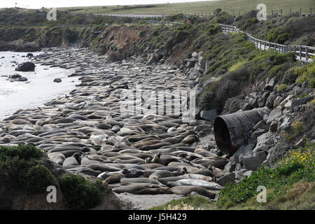 16. Mai 2017 - San Simeon, Caifornia, US - ein großes Treffen von See-Elefanten drängen sich der Küste eines der zentralen Küste von Kalifornien in der Nähe von Piedras Blancas, nördlich von San Simeon (Credit-Bild: © Jonathan Alcorn über ZUMA Draht) Stockfoto