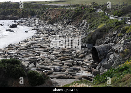 16. Mai 2017 - San Simeon, Caifornia, US - ein großes Treffen von See-Elefanten drängen sich der Küste eines der zentralen Küste von Kalifornien in der Nähe von Piedras Blancas, nördlich von San Simeon (Credit-Bild: © Jonathan Alcorn über ZUMA Draht) Stockfoto