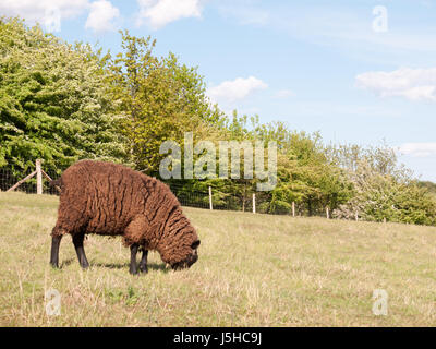 eine einzige braun beschichtet Schafe in einem Feld auf dem Lande in Dedham Essex England in Großbritannien alleine essen und entspannen auf dem Rasen sehr suchen Stockfoto